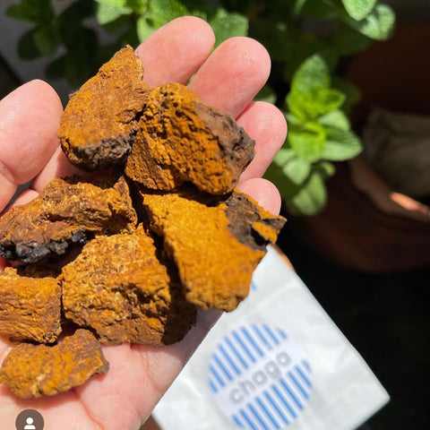 Chaga Ritual Set Produkte – 360°PURE POWER
